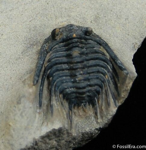 Spiny Lichid Trilobite Leonaspis #455